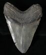 Large Megalodon Tooth - South Carolina #15602-2